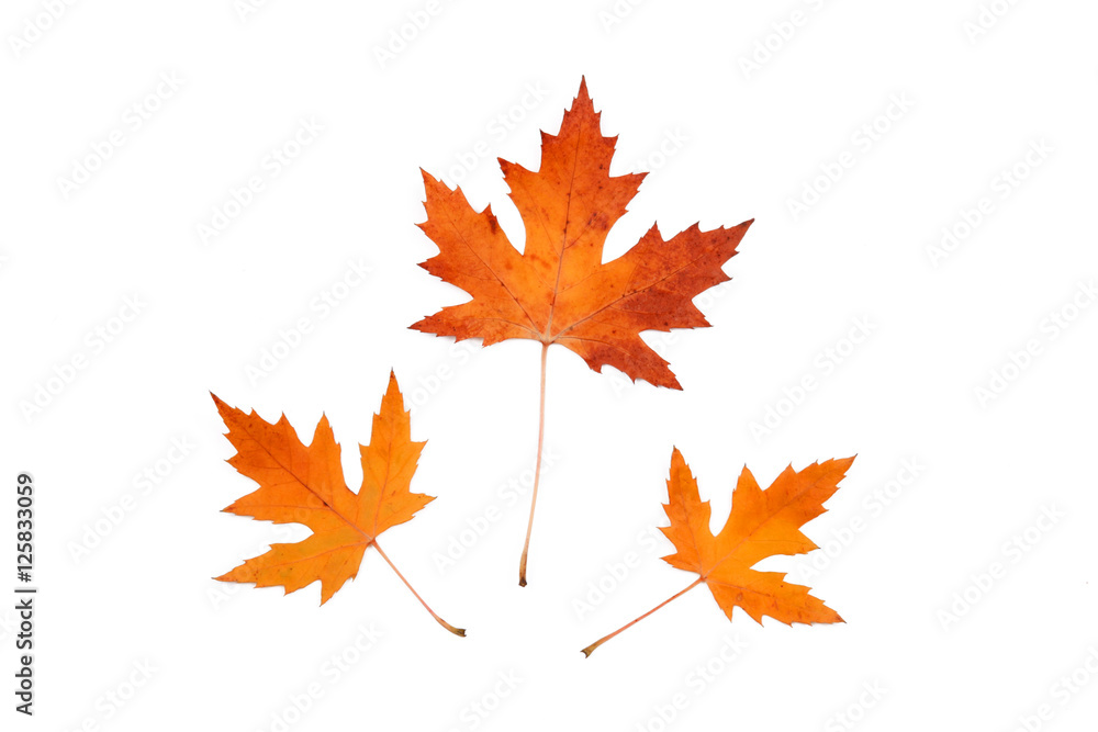 Autumn maple leaves Autumn maple leaves