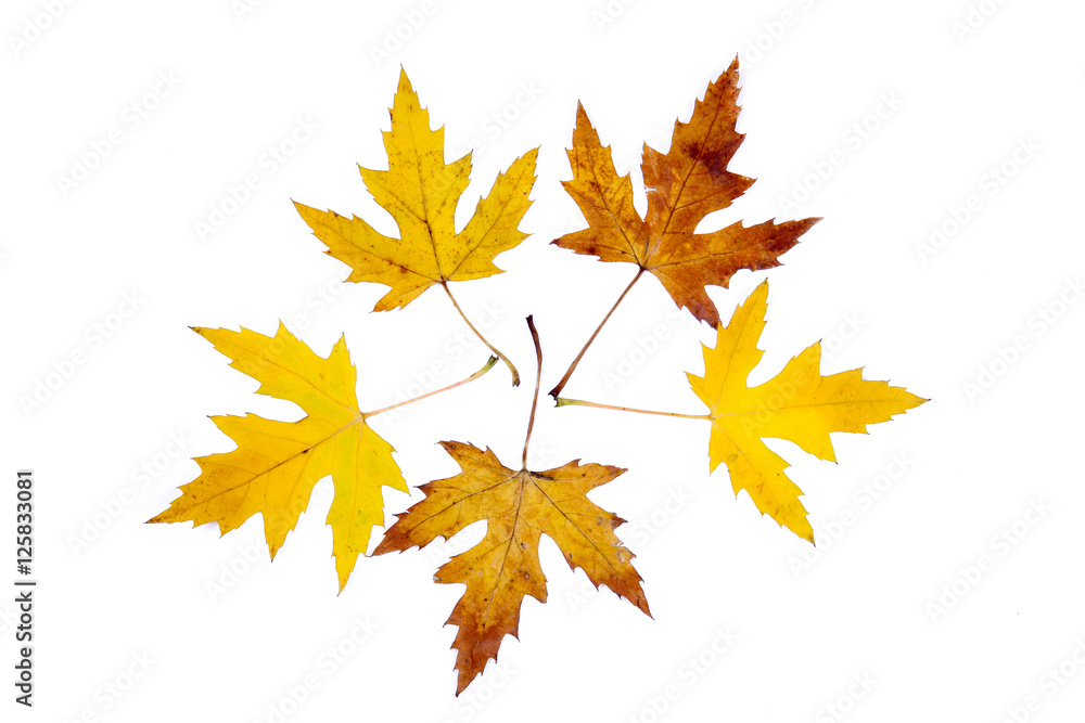 Fototapeta premium Autumn maple leaves