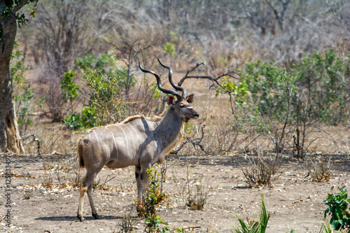Kudu in Kruger National Park  South Africa