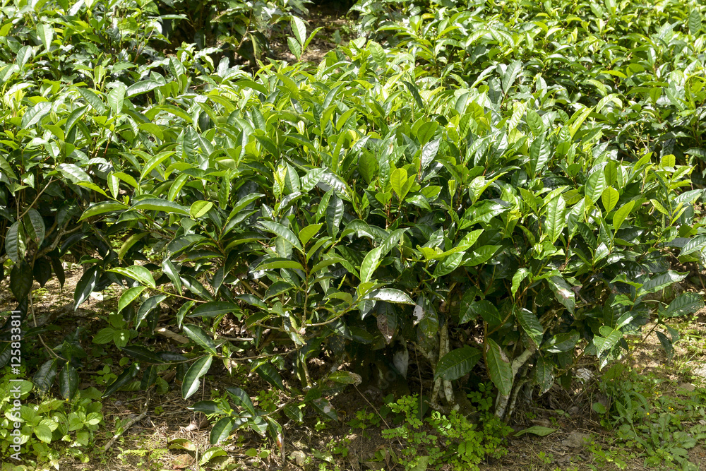 Thé, théier, Camellia sinensis, Ile de Mahé, Iles Seychelles