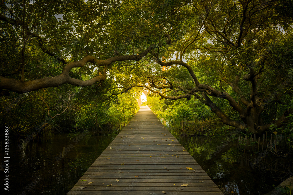 Obraz premium Tract of mangrove forest