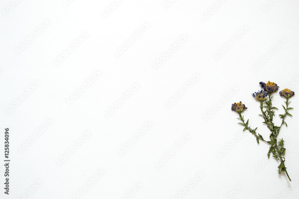 Dried flowers on a white sheet