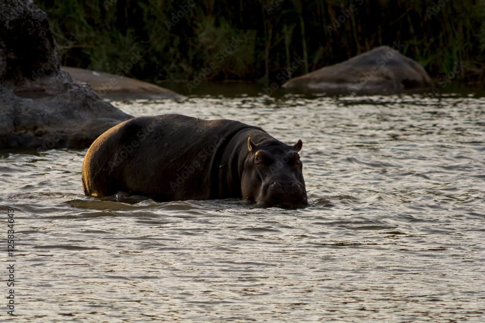 Hippopotamus in the River in greater Kruger National Park, South Hippopotamus in the River in greater Kruger National Park, South