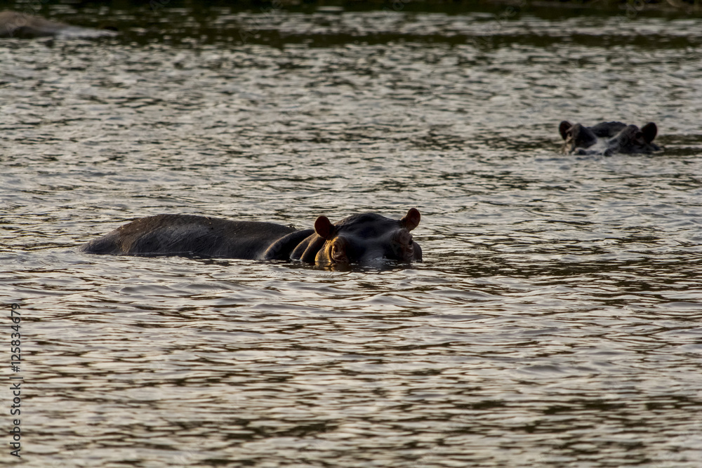 Fototapeta premium Hippopotamus in the River in greater Kruger National Park, South