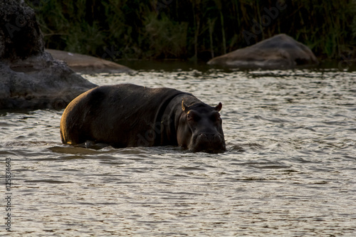 Hippopotamus in the River in greater Kruger National Park, South