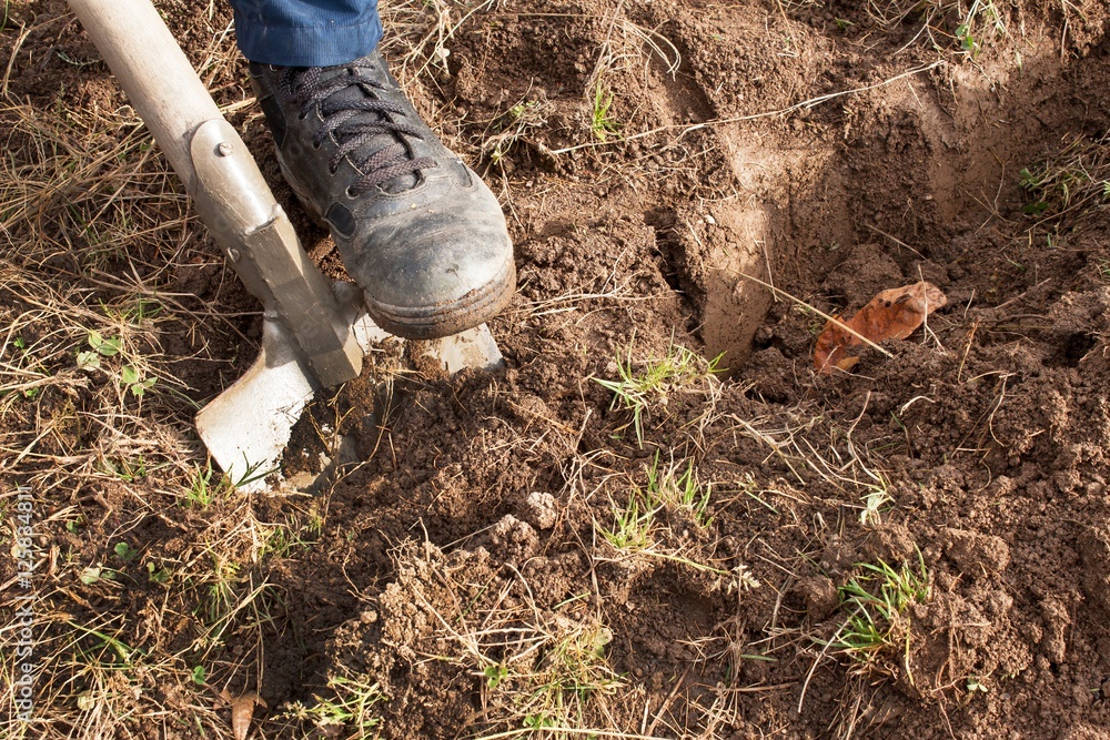 Obraz premium Man dig a shovel in the garden. Agricultural work. Preparing for the cultivation of vegetables. Autumn yard work. 