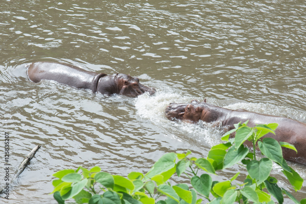 Obraz premium Hippo (Hippopotamus amphibius) fighting in the water