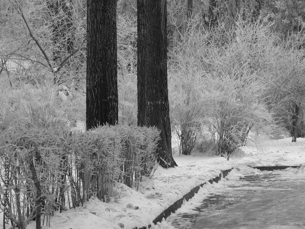 Winter snowy black and white scene. Stock-Foto | Adobe Stock