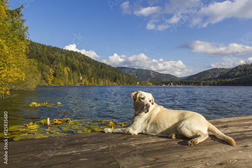 фотографія Lonely Labrador at the lake