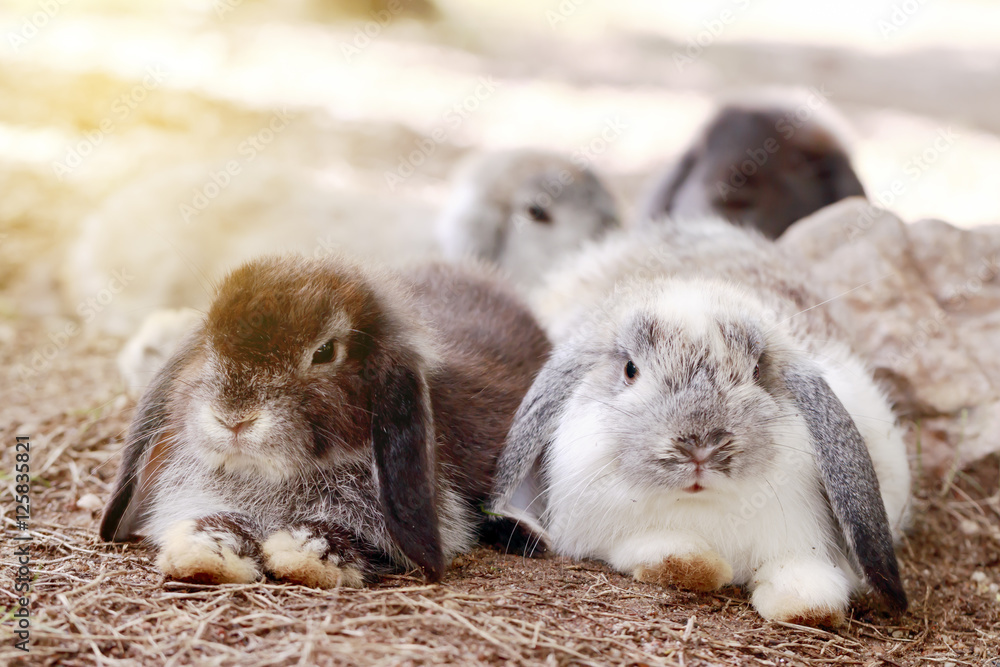 Naklejka premium Baby Holland lop rabbit eating grass in park