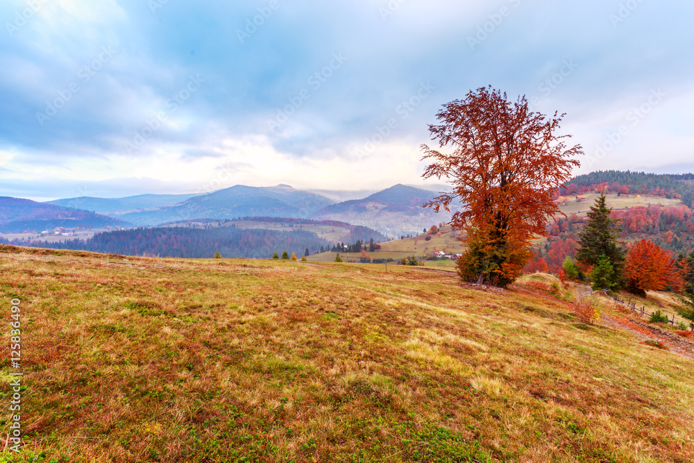 Fototapeta premium Magical sunrise with tree in Transylvania mountains