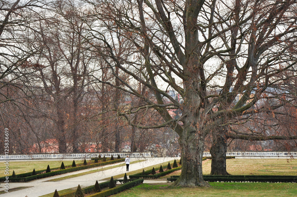 Dry trees in the park