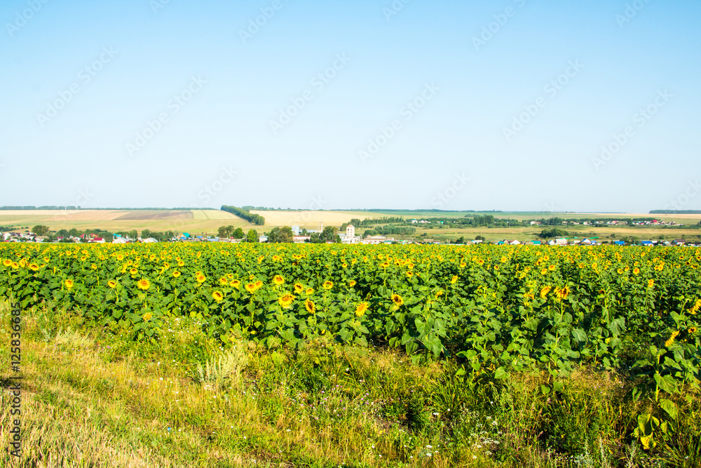 Big green field full of sunflowers