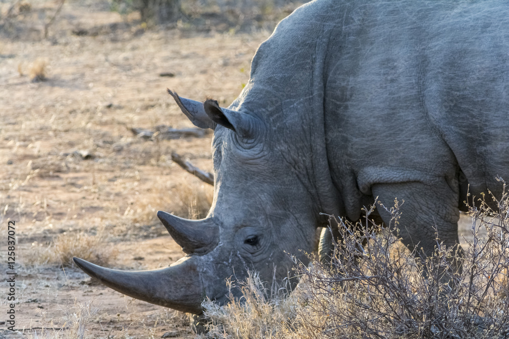 Fototapeta premium Rhinoceros in Greater Kruger National Park, South Africa