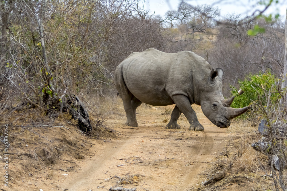 Fototapeta premium Rhinoceros in Greater Kruger National Park, South Africa