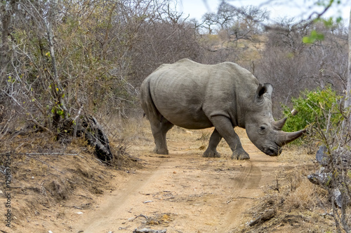 Rhinoceros in Greater Kruger National Park, South Africa