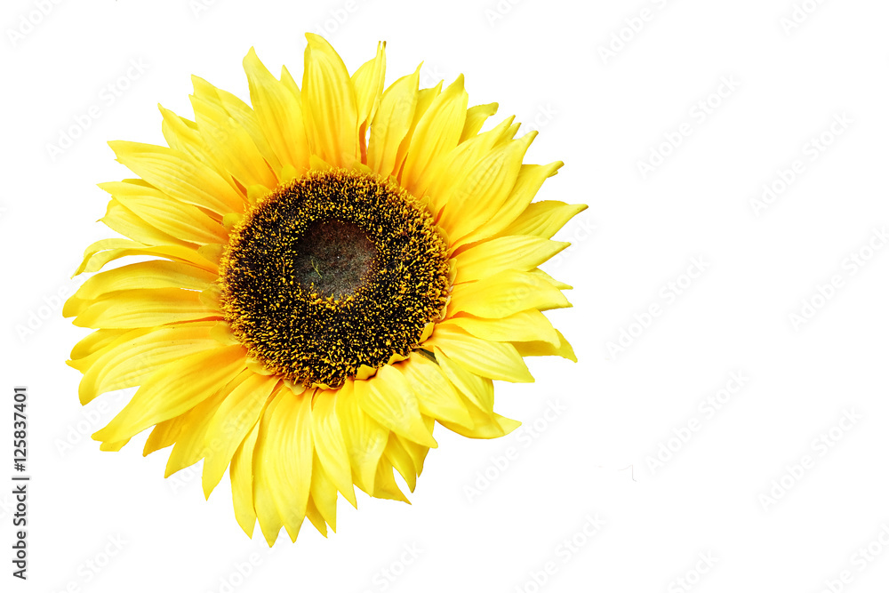 Sunflower on white background. Sunflower on white background.