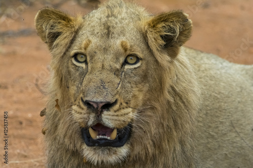 Portraiture of young male lion in Kruger National Park  South Af