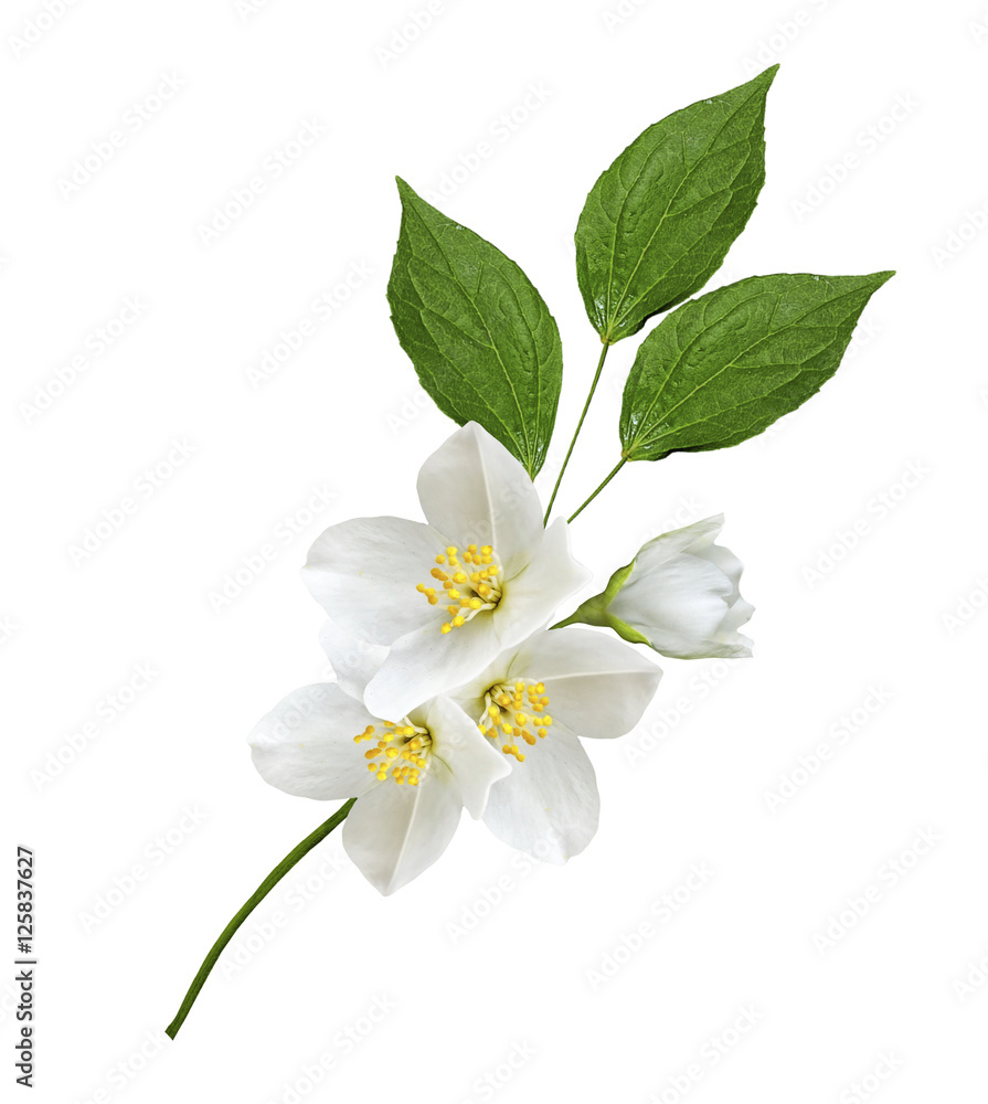 Fototapeta premium branch of jasmine flowers isolated on white background