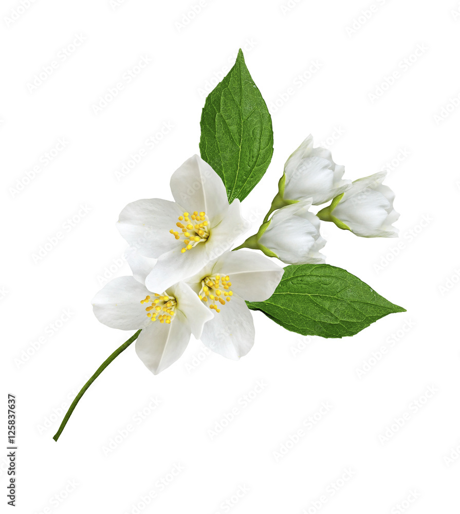 branch of jasmine flowers isolated on white background branch of jasmine flowers isolated on white background