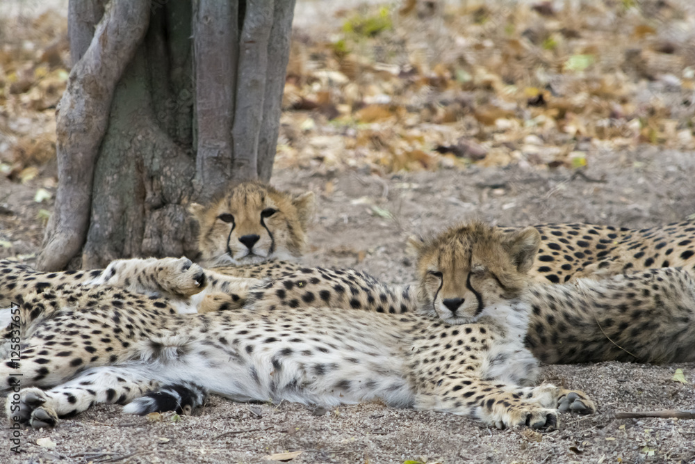 Obraz premium Cheetah in Kruger National Park, South Africa