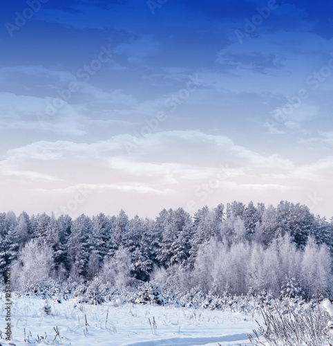  forest in the frost. Winter landscape. Snow covered trees. © alenalihacheva