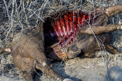 Buffalo carcass in Greater Kruger National Park  South Africa