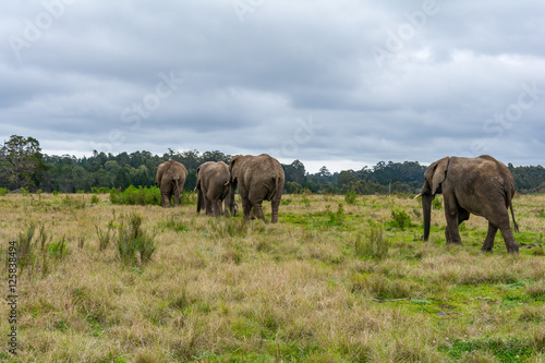 Knysna Elephant Sanctuary  South Africa