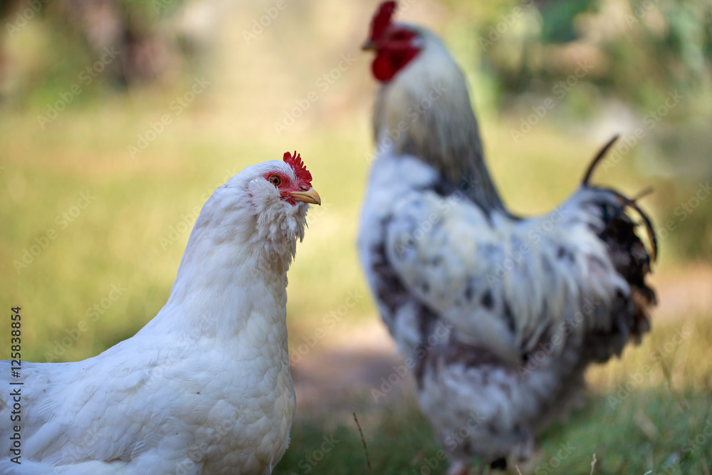 White rooster and chicken on the lawn. Selective focus on chicke