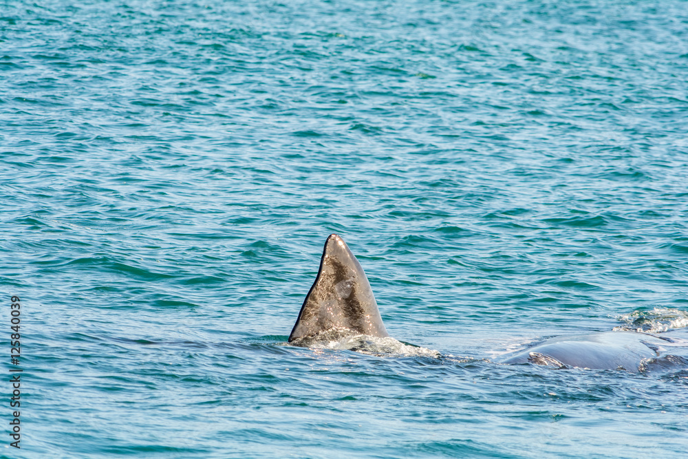 Fototapeta premium Southern Right Whale in Hermanus South Africa
