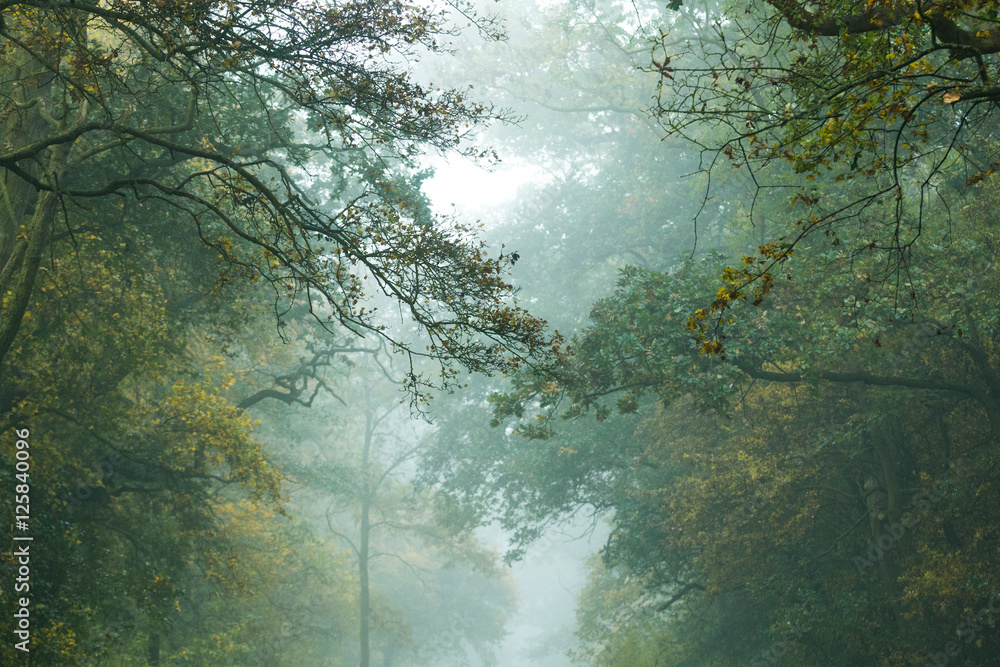 Misty Forest Canopy In Autumn Misty Forest Canopy In Autumn