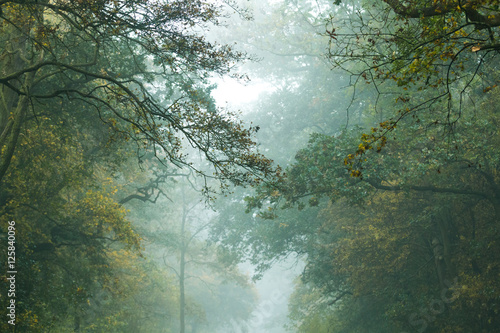 Fototapeta Naklejka Na Ścianę i Meble -  Misty Forest Canopy In Autumn