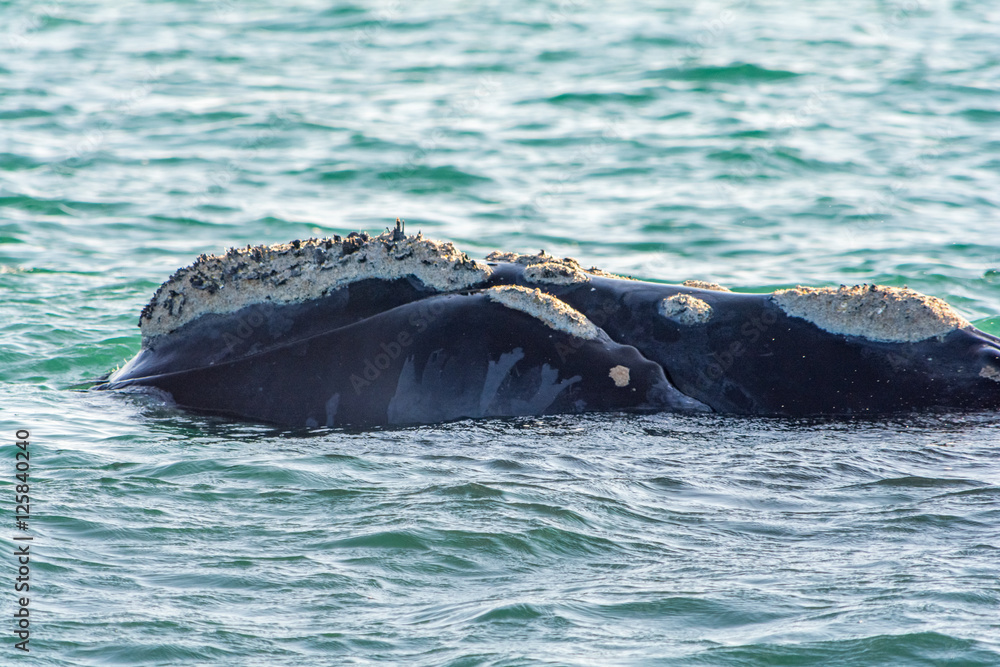 Obraz premium Southern Right Whale in Hermanus South Africa