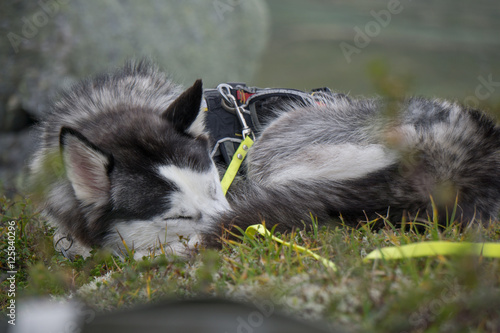 Tired Husky
