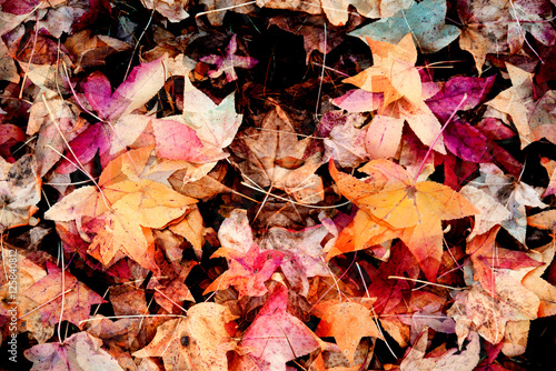 autumn dry  leaves - background