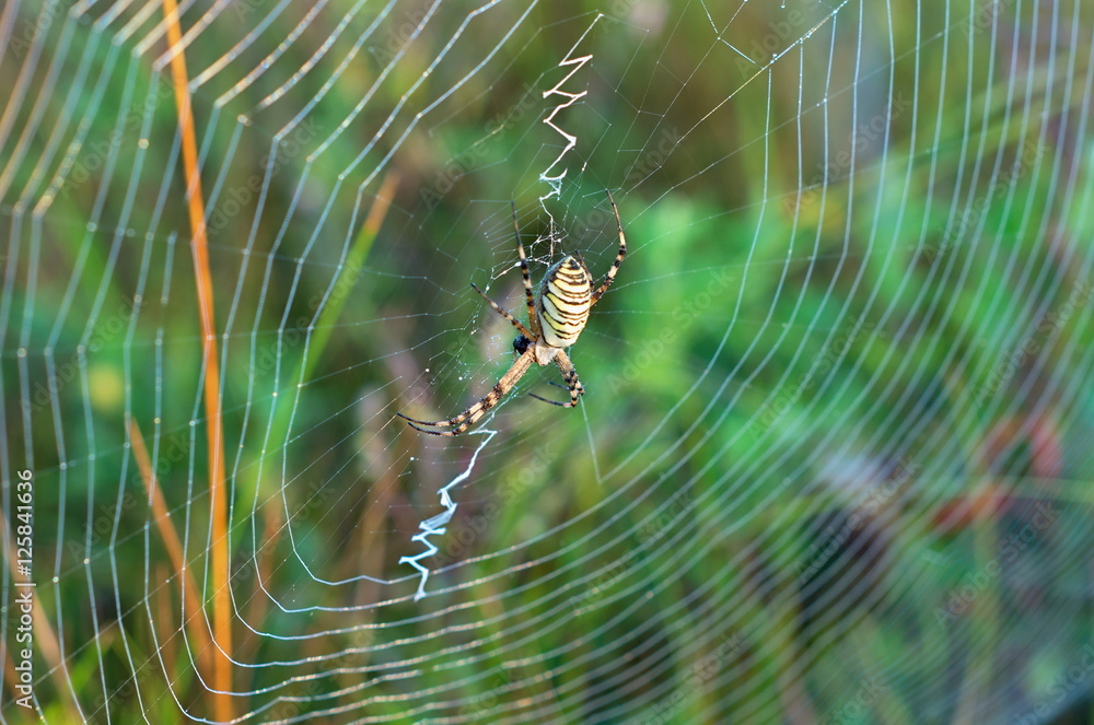 Web with a spider in the center, on a background of grass Web with a spider in the center, on a background of grass