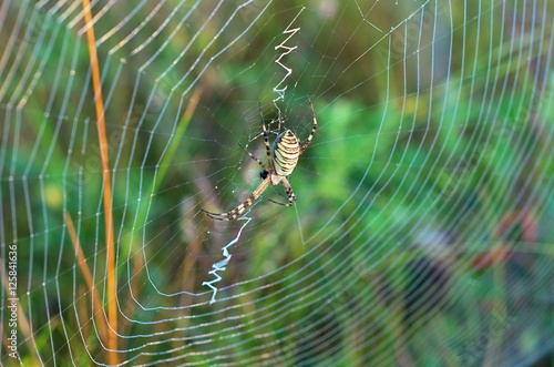 Web with a spider in the center, on a background of grass