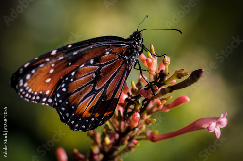 Butterfly © TSL Photography