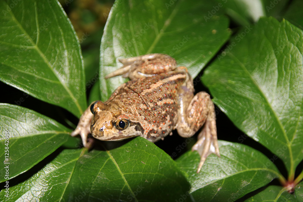 Common spadefoot (Pelobates vespertinus Pallas, 1771) on the leaves of virginia creeper (Parthenocissus quinquefolia var. murorum) in the night summer garden Common spadefoot (Pelobates vespertinus Pallas, 1771) on the leaves of virginia creeper (Parthenocissus quinquefolia var. murorum) in the night summer garden