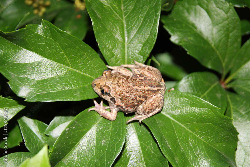 Common spadefoot (Pelobates vespertinus Pallas, 1771) on the leaves of virginia creeper (Parthenocissus quinquefolia var. murorum) in the night summer garden Common spadefoot (Pelobates vespertinus Pallas, 1771) on the leaves of virginia creeper (Parthenocissus quinquefolia var. murorum) in the night summer garden