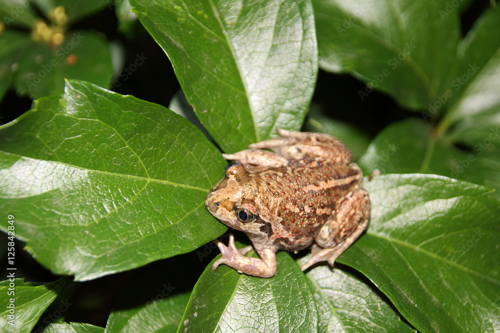 Common spadefoot (Pelobates vespertinus Pallas, 1771) on the leaves of virginia creeper (Parthenocissus quinquefolia var. murorum) in the night summer garden Common spadefoot (Pelobates vespertinus Pallas, 1771) on the leaves of virginia creeper (Parthenocissus quinquefolia var. murorum) in the night summer garden