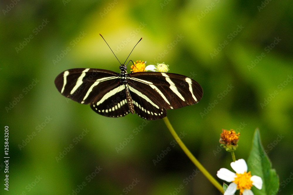 Naklejka premium Zebra Longwing butterfly (Heliconius charithonia)