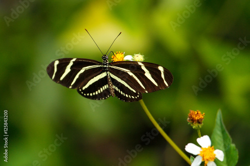 Zebra Longwing butterfly (Heliconius charithonia)