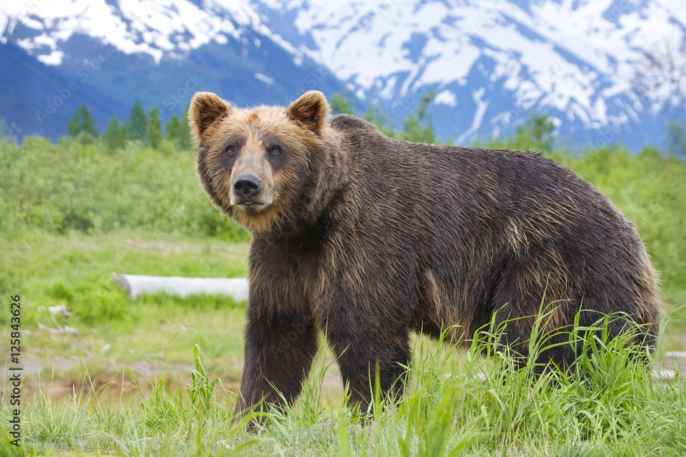Fototapeta premium Grizzly Bear