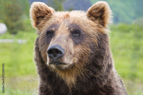 Alaska Grizzly