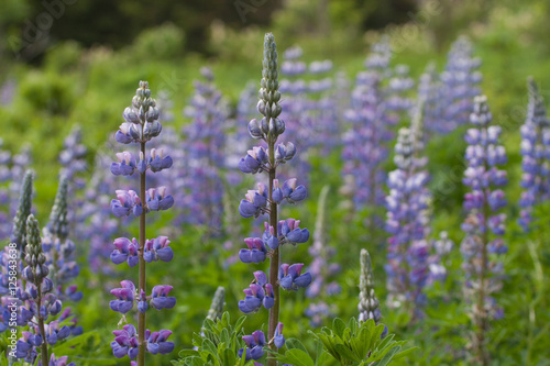 Lupines in Homer, Alaska