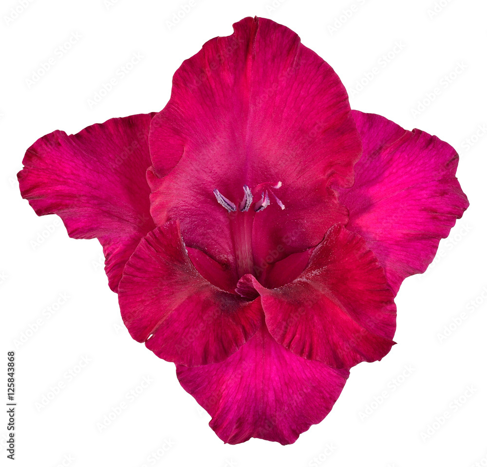Bud of gladiolus red and Burgundy colors Bud of gladiolus red and Burgundy colors