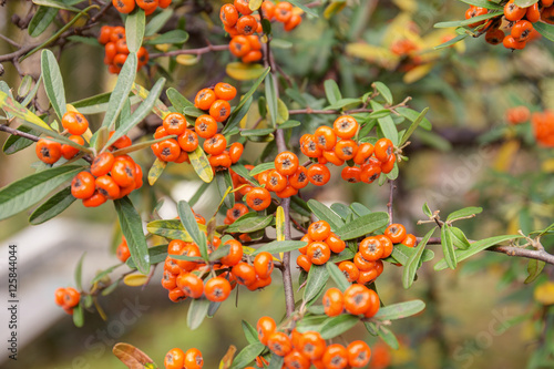 Pyracantha branches in autumn