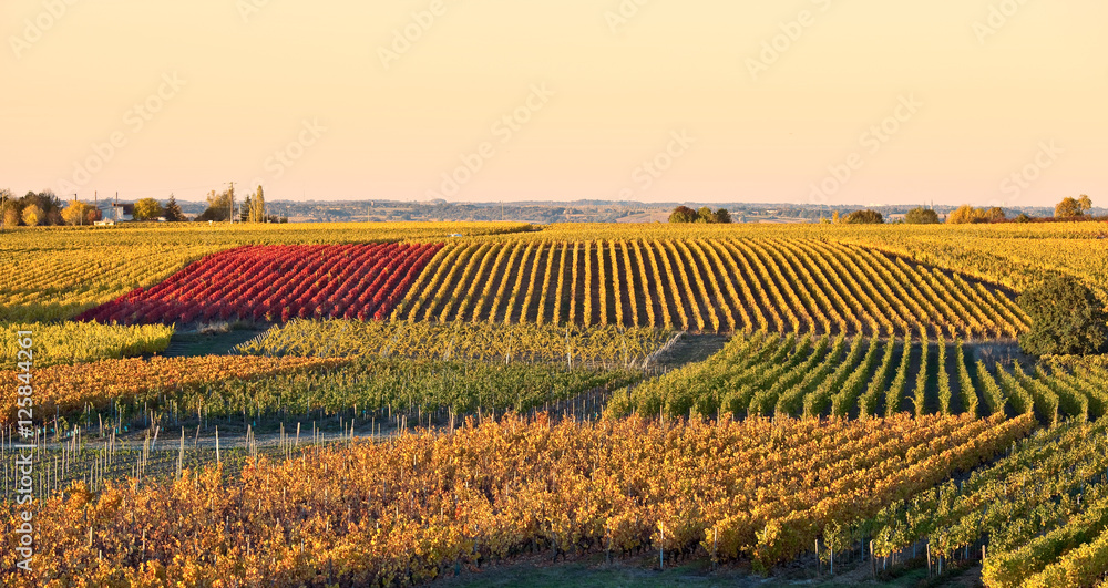 Vigne en Anjou à l'automne