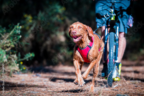 Drahthaar Vizsla beim Zughundesport